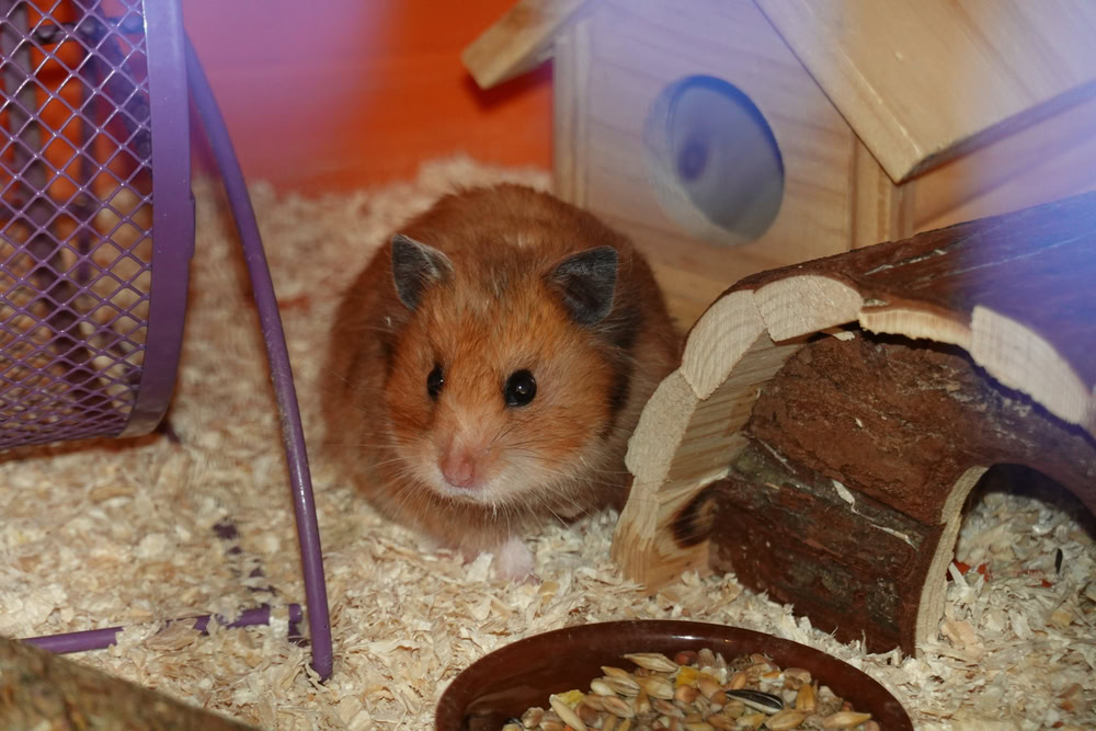 Syrian Hamster
