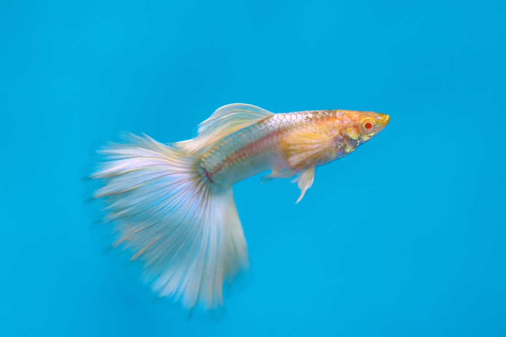 albino guppy fish