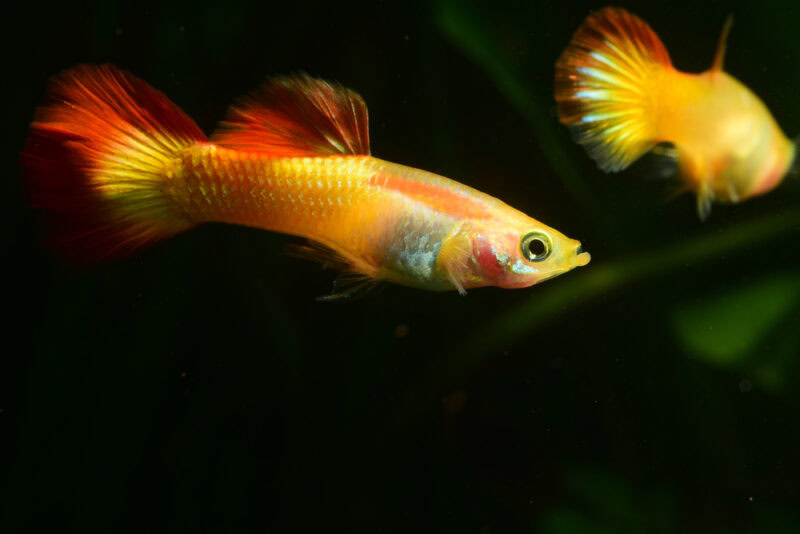 bicolor guppy fish