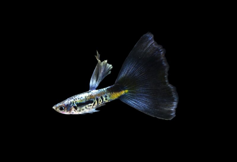 black cobra guppy
