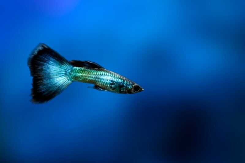 blue green guppy