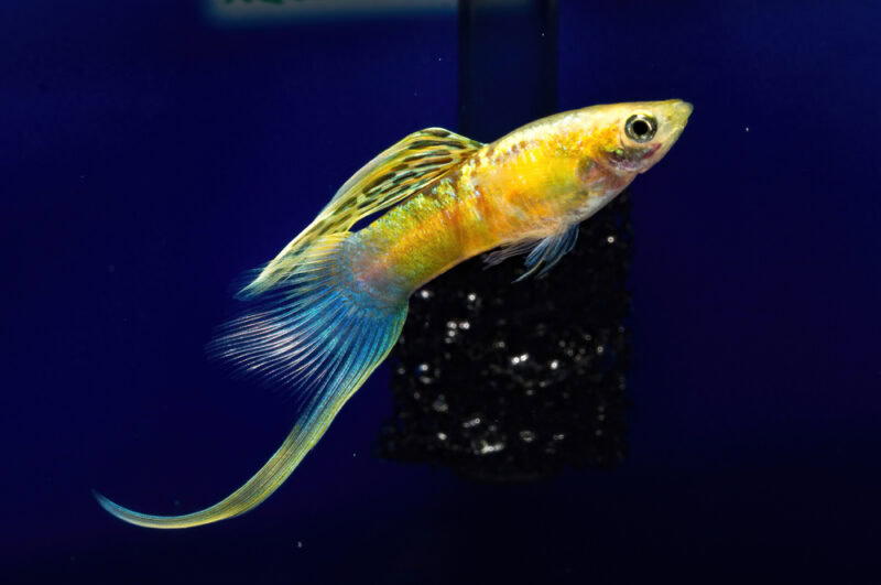 bottom sword tail guppy fish