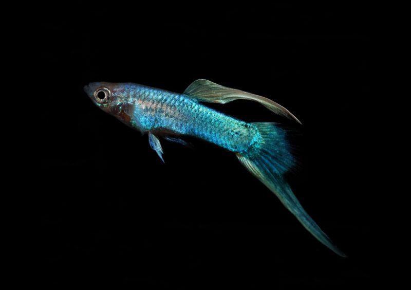 bottom swordtail guppy