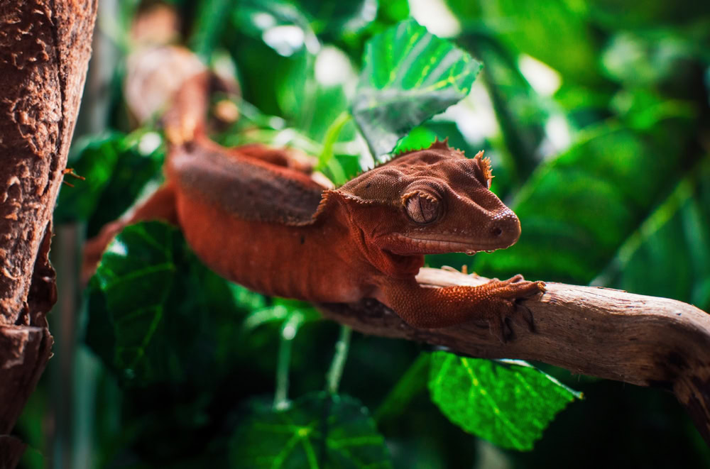 copper red crested gecko