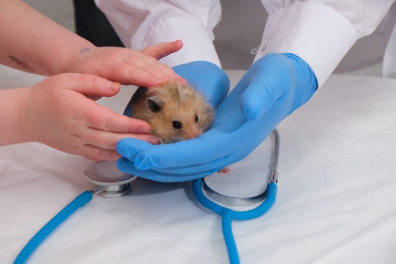 cute hamster in the hands of a vet
