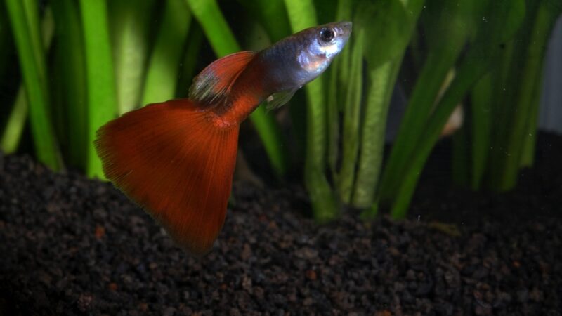 delta tail guppy fish