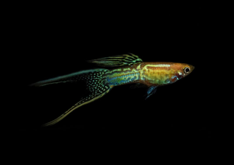 double swordtail guppy fish