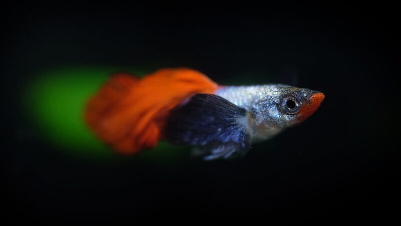 dumbo ear guppy fish