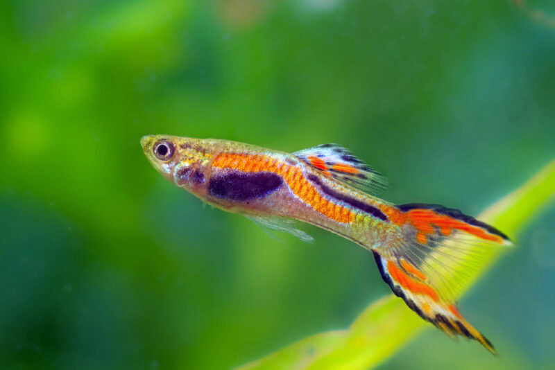 endler guppy