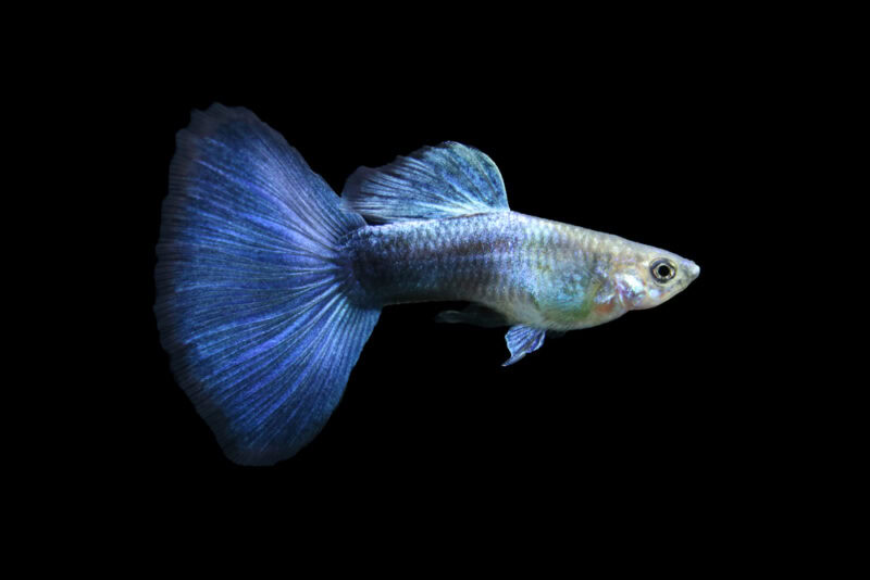 fan tail guppy fish