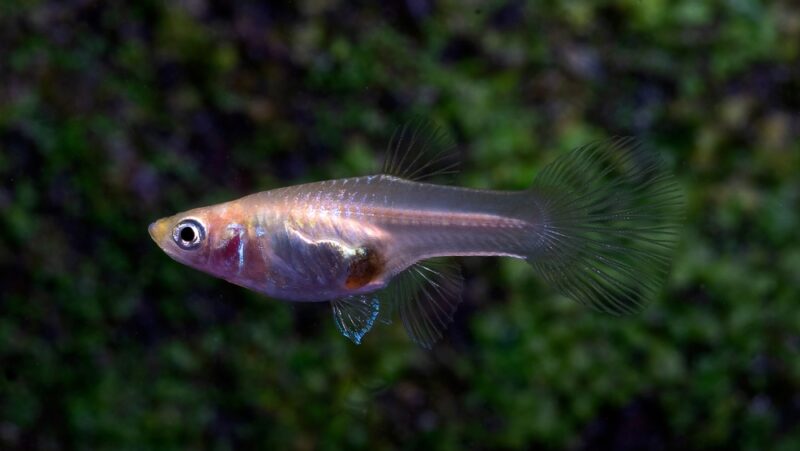 female guppy fish