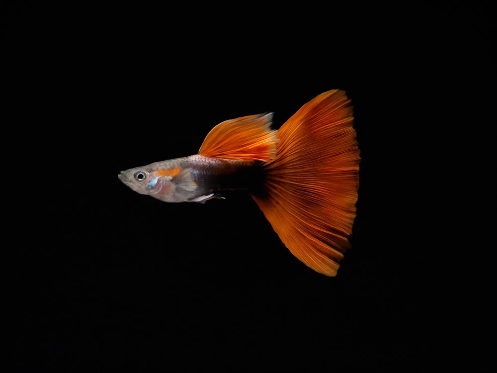 half black and red guppy