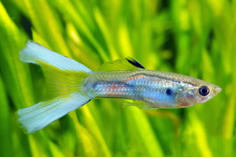 lyretail guppy fish