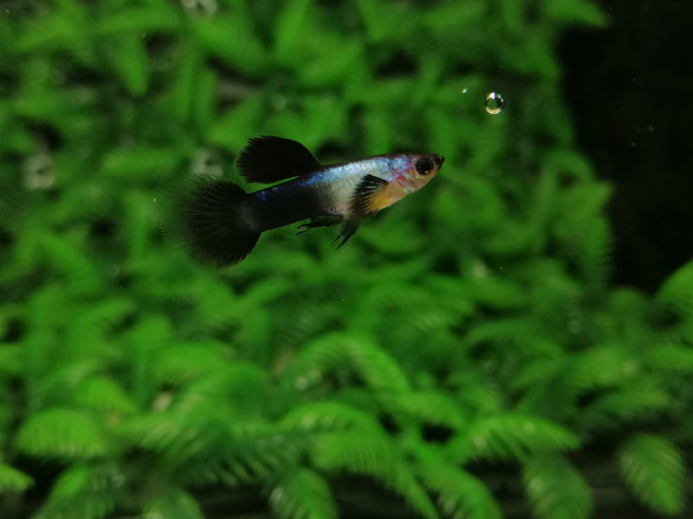 panda guppy