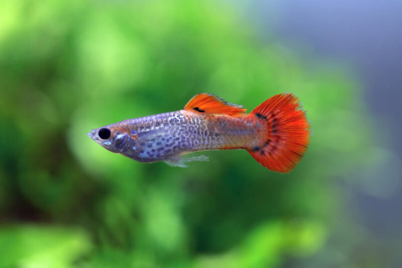 red cobra guppy