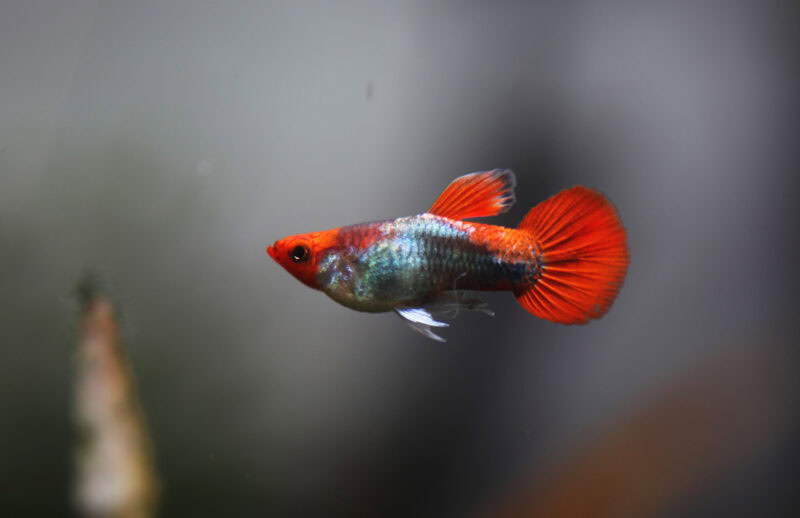 round tail guppy fish