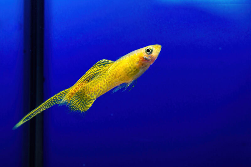 sword tail guppy fish