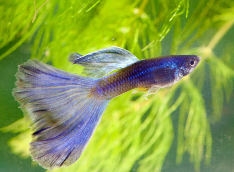 veil tail guppy fish