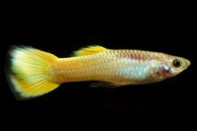 yellow guppy