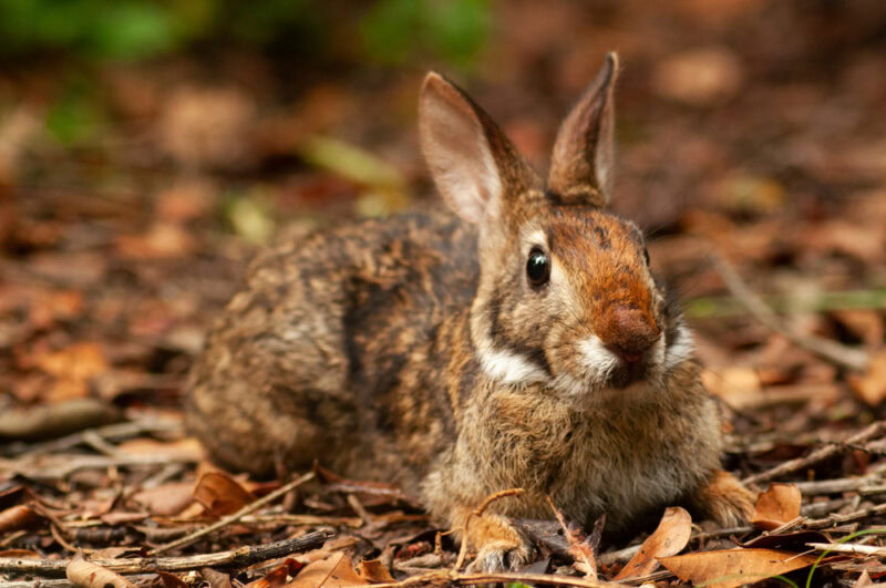 Brazilian Rabbit in the wild