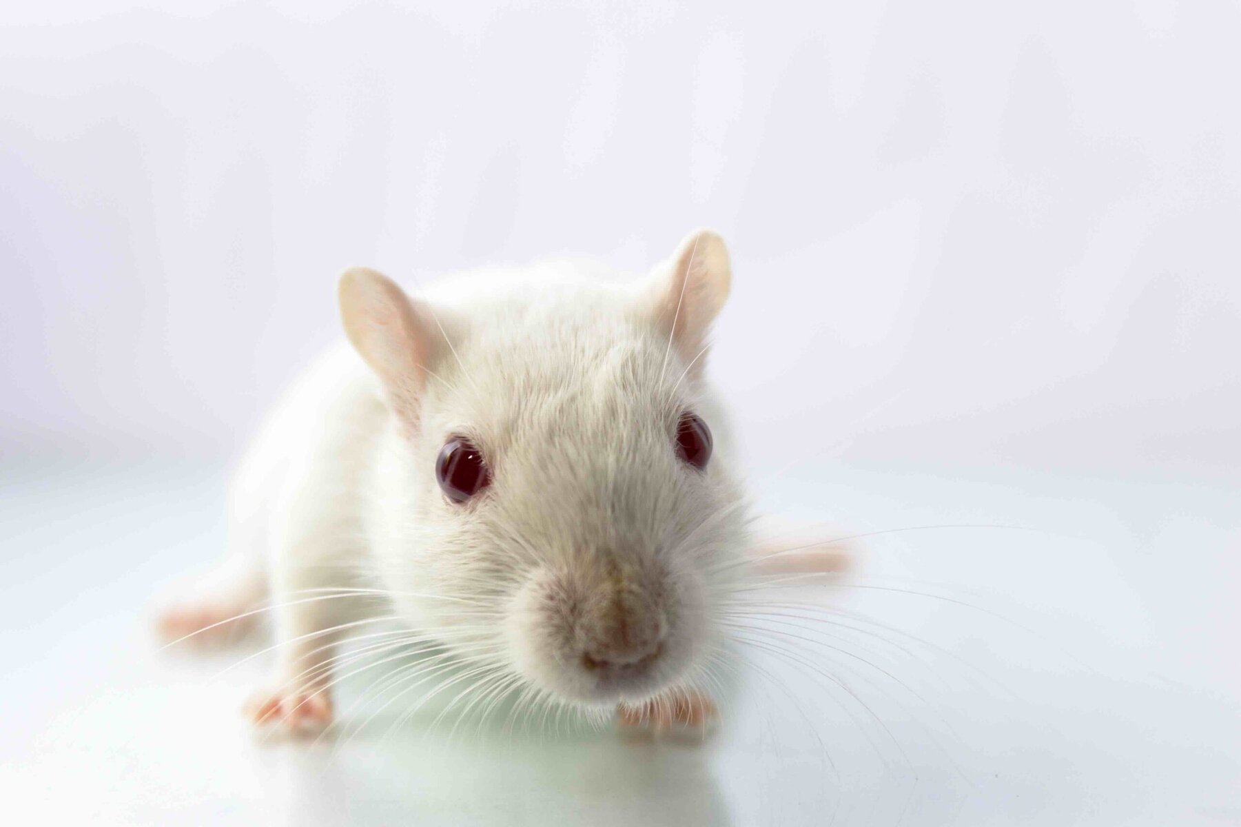 Fluffy-small-Himalayan gerbil on white background looking in camera