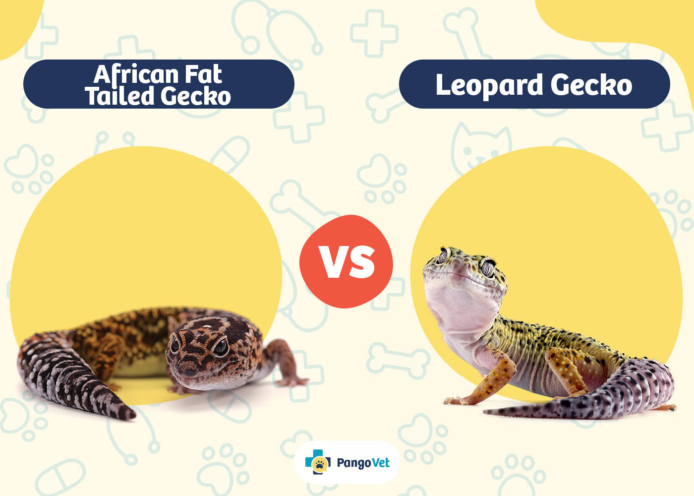 PangoVet_African Fat-Tailed Gecko vs Leopard Gekko