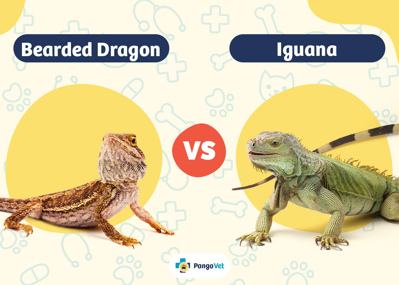 PangoVet_Bearded Dragon vs Iguana