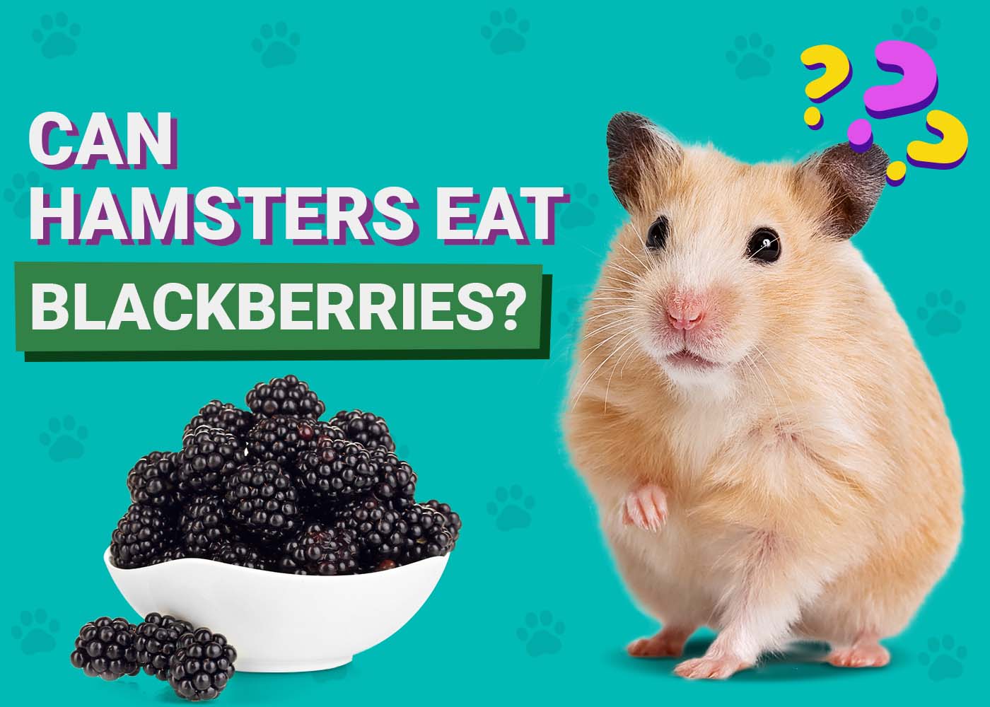 PangoVet_Can-Hamsters-Eat-Blackberries