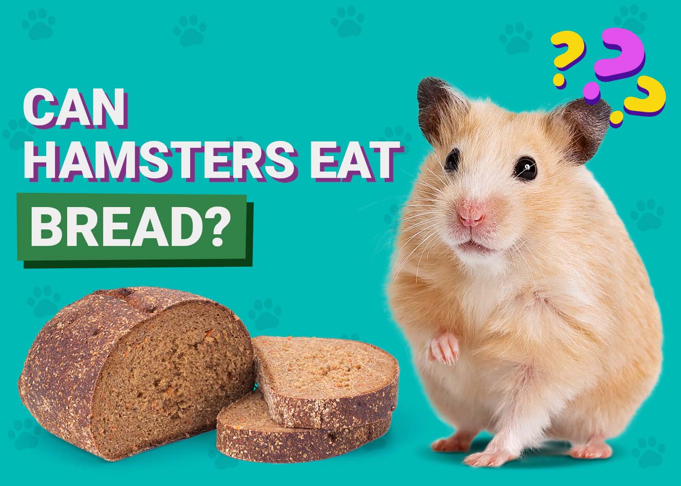 PangoVet_Can-Hamsters-Eat-Bread