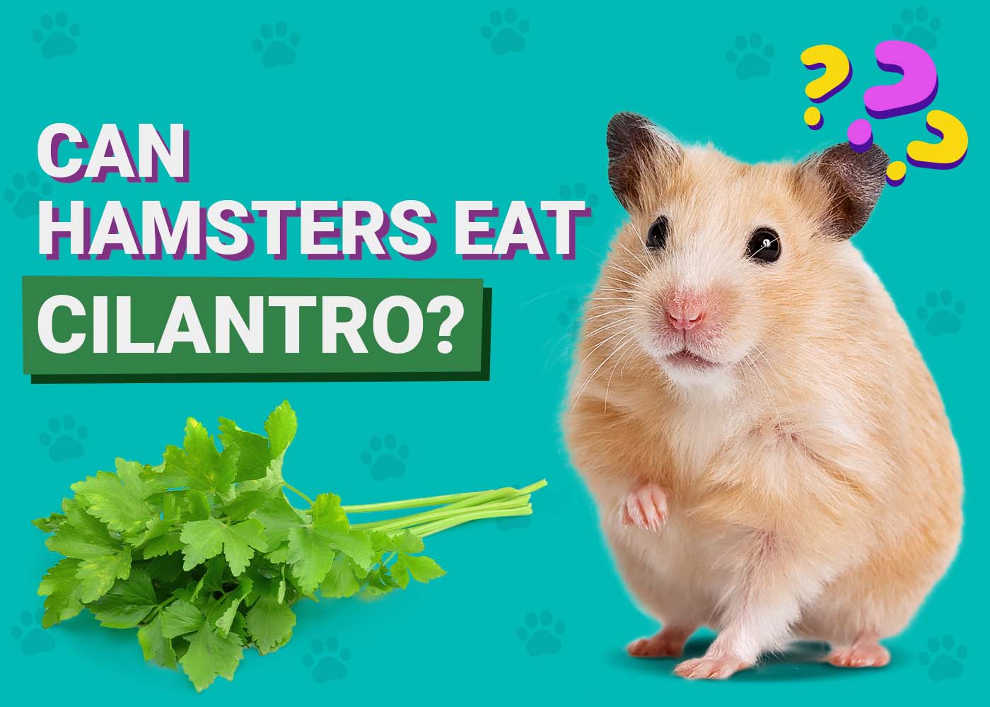PangoVet_Can-Hamsters-Eat-Cilantro