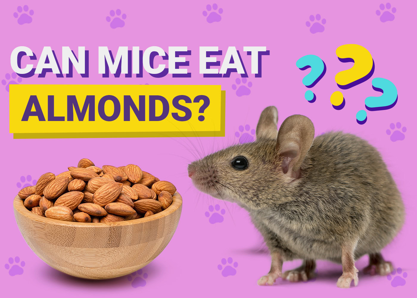 PangoVet_Can Mice Eat_Almonds