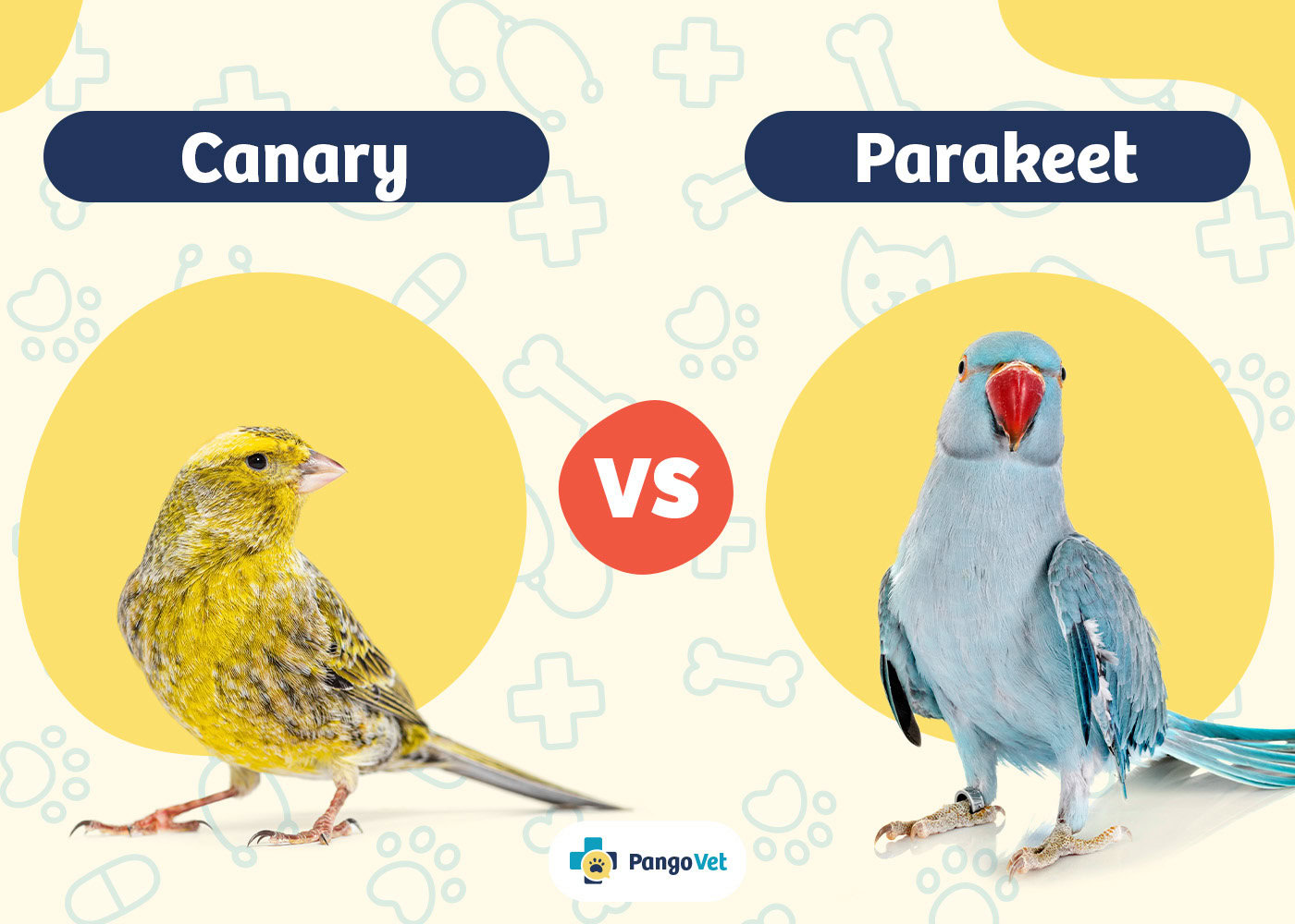 PangoVet_Canary vs Parakeet