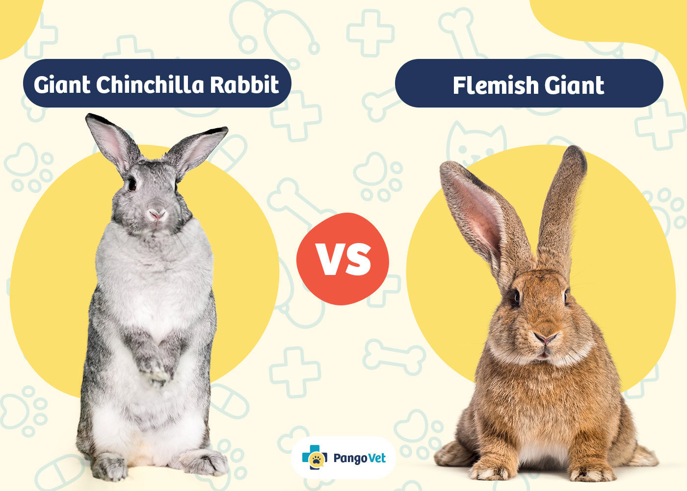 PangoVet_Giant Chinchilla Rabbit vs Flemish Giant