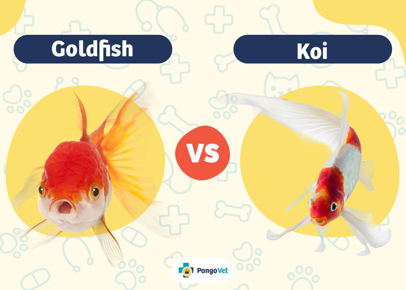 PangoVet_Goldfish vs Koi