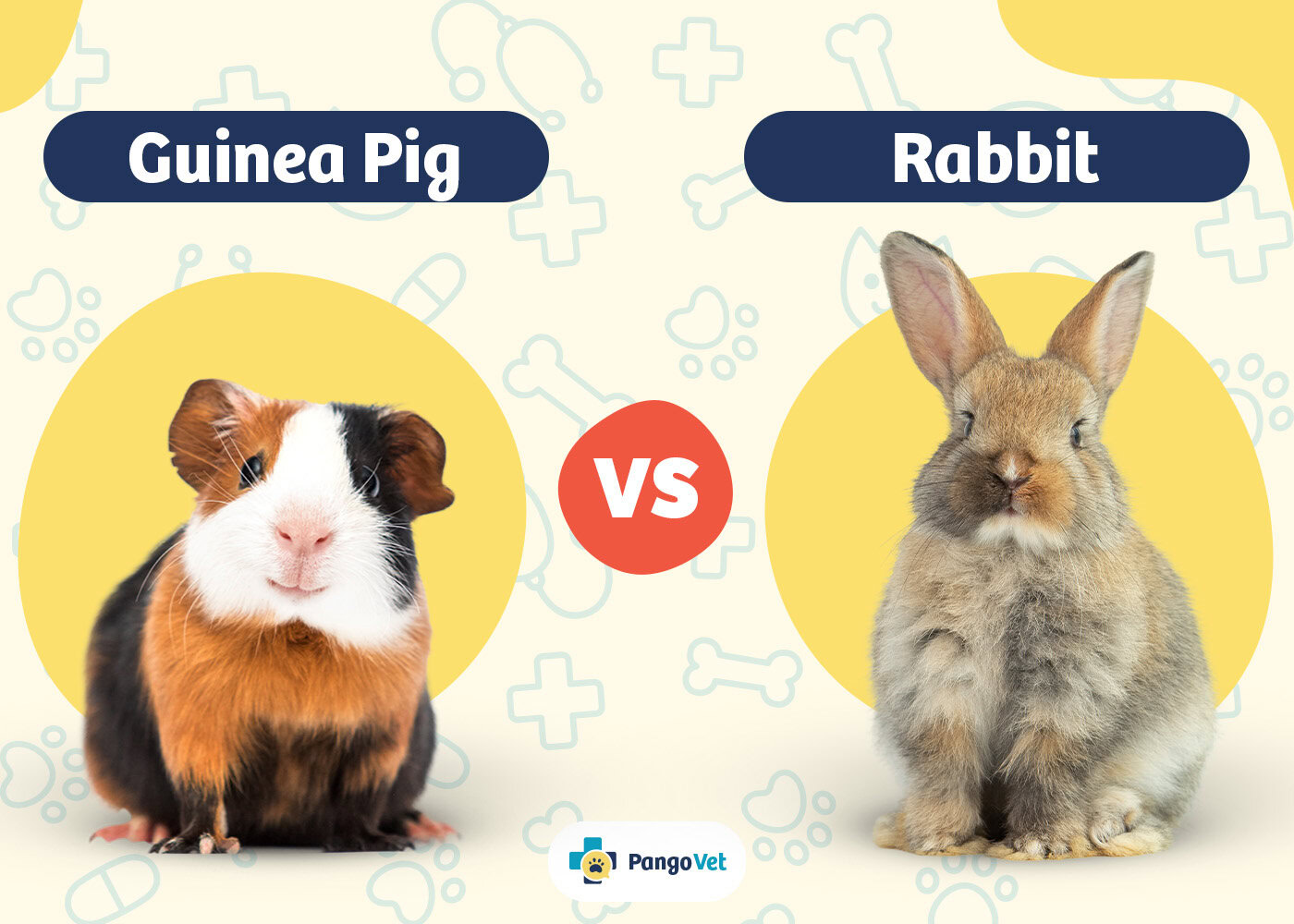 PangoVet_Guinea Pig vs Rabbit