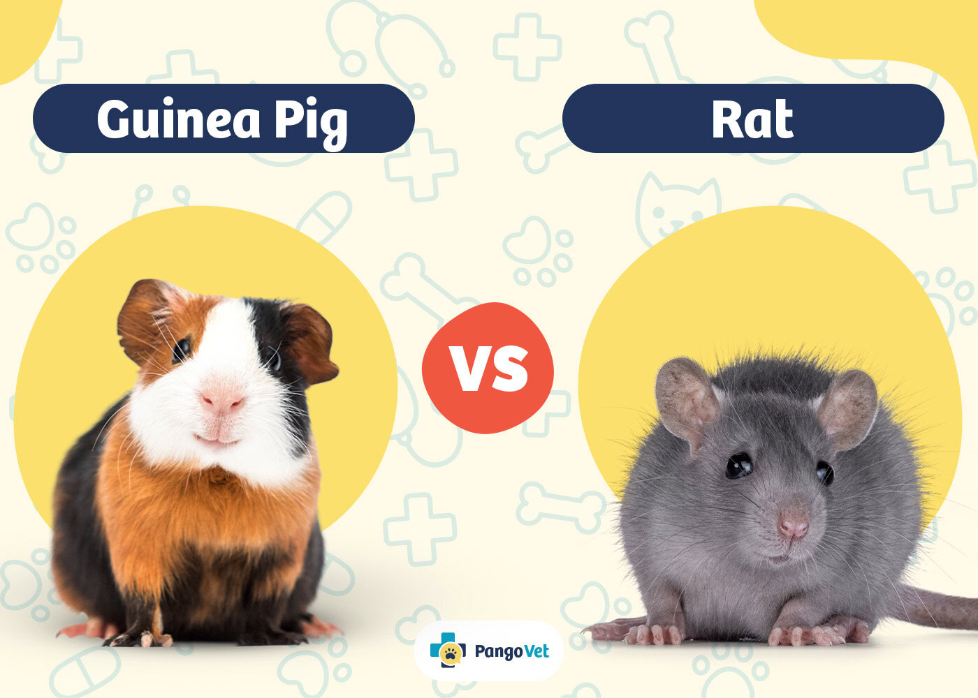 PangoVet_Guinea Pig vs Rat