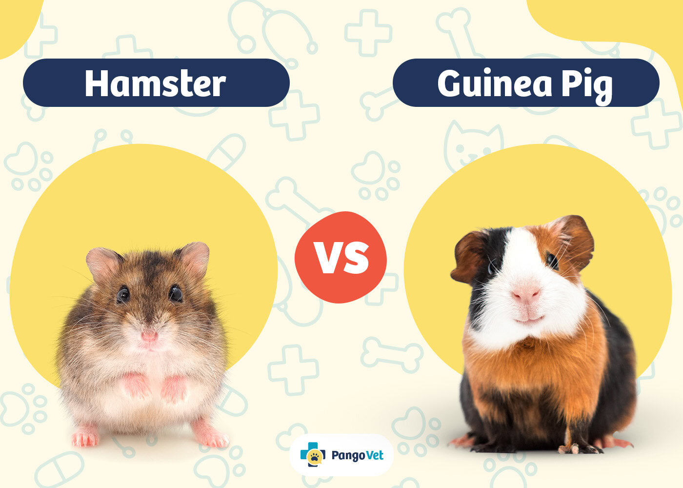 PangoVet_Hamster vs Guinea Pig
