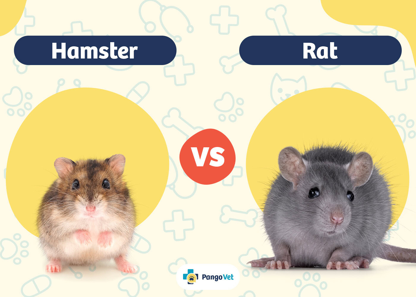 PangoVet_Hamster vs Rat