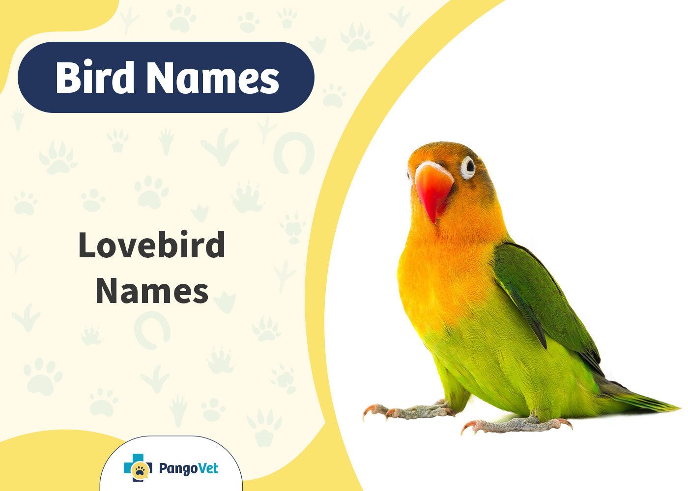 PangoVet_Lovebird Names