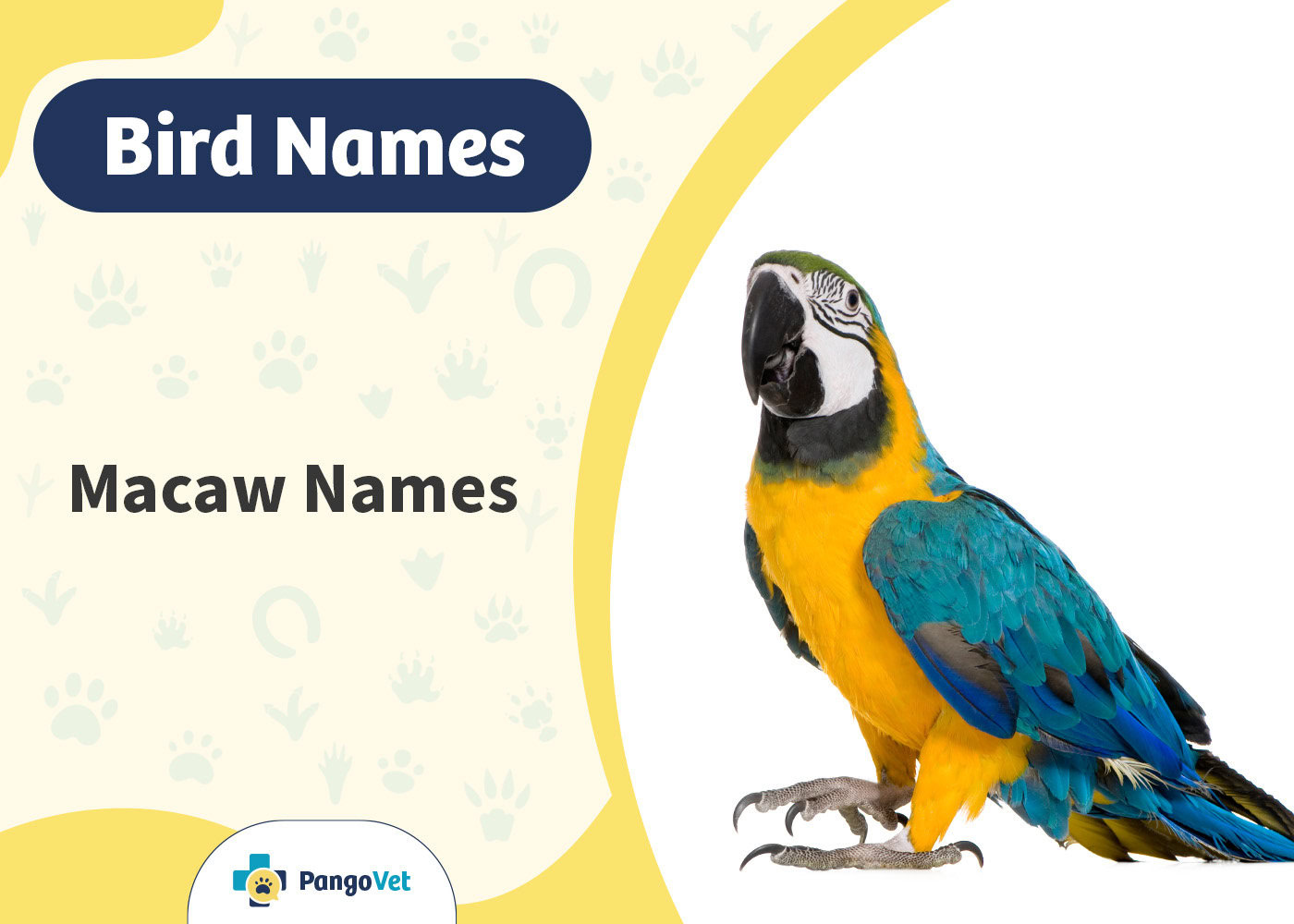 PangoVet_Macaw Names