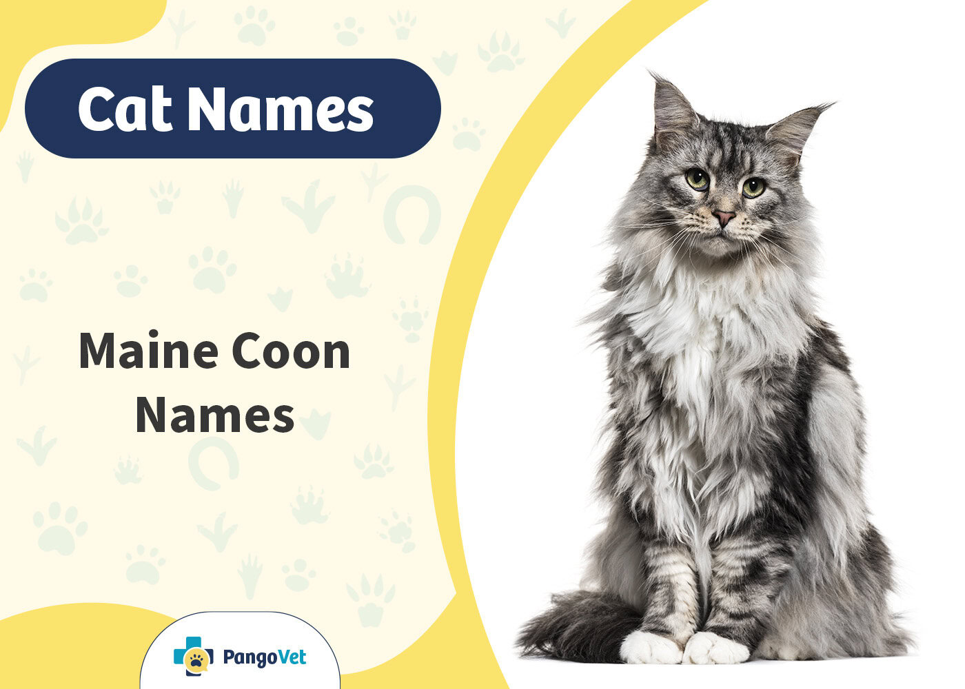 PangoVet_Maine Coon Cat Names