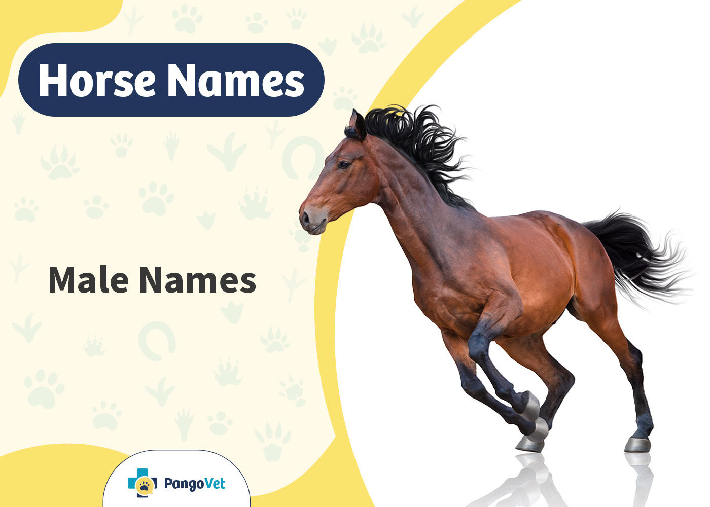 PangoVet_Male Horse Names