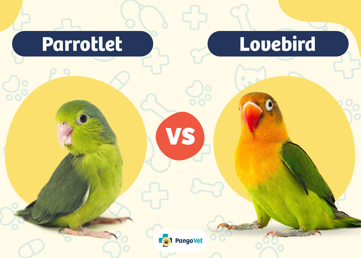 PangoVet_Parrotlet vs Love Bird