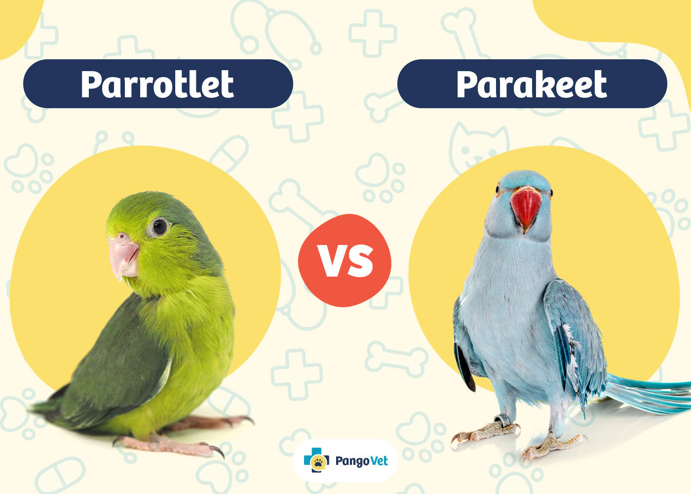 PangoVet_Parrotlet vs Parakeet
