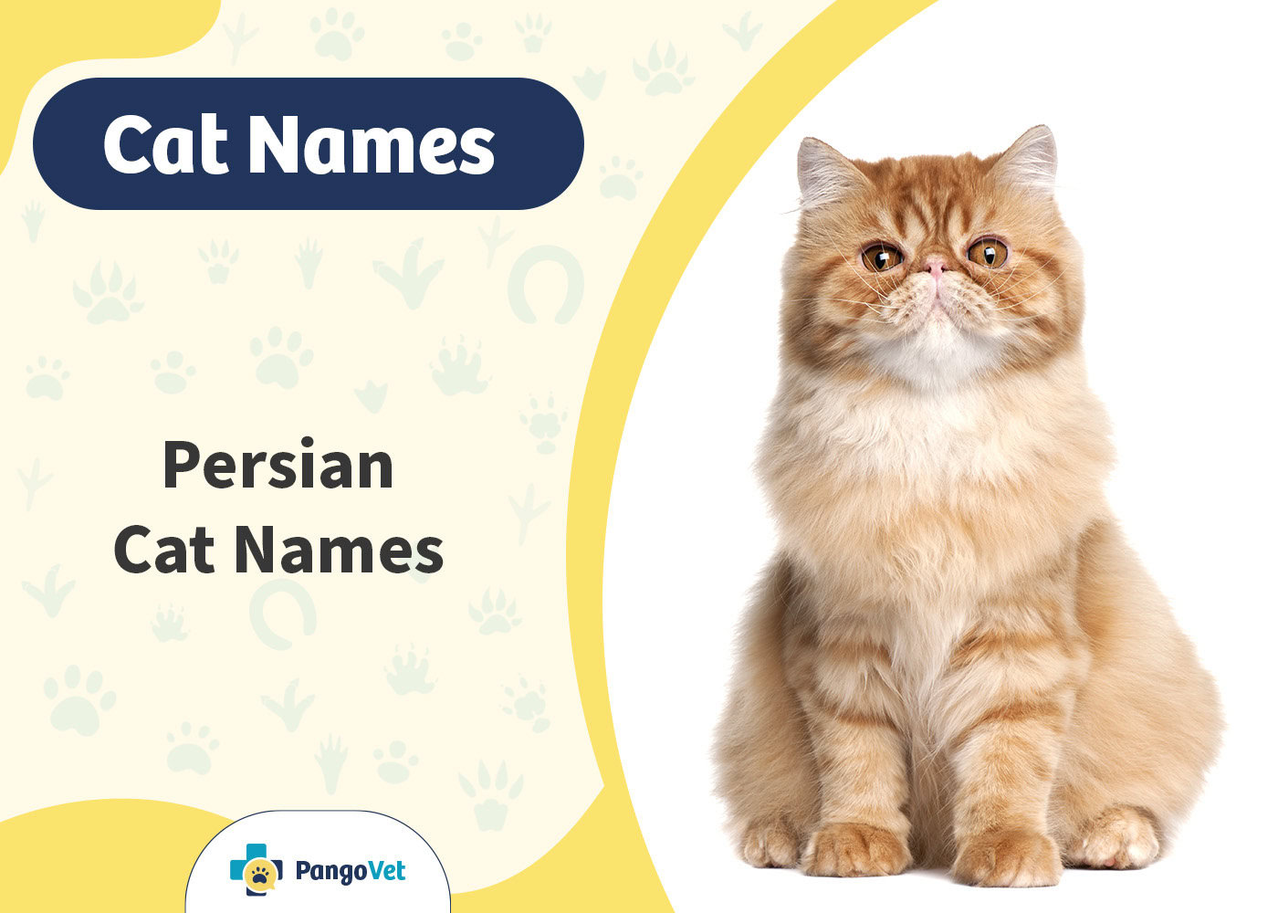 PangoVet_Persian Cat Names