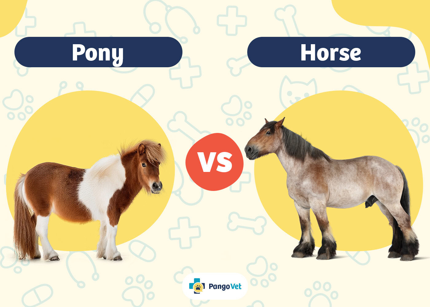 PangoVet_Pony vs Horse