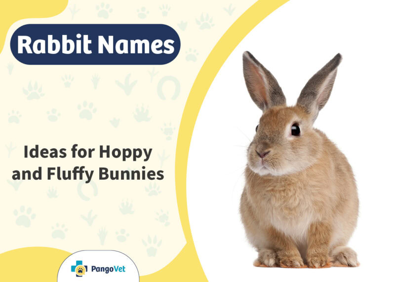 400+ Rabbit Names: Ideas for Hoppy & Fluffy Bunnies | The Vet Desk