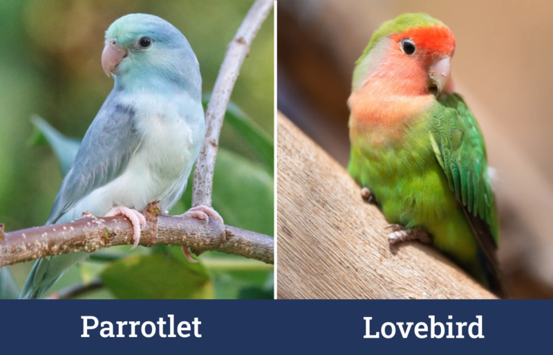 Parrotlet-vs-Lovebird