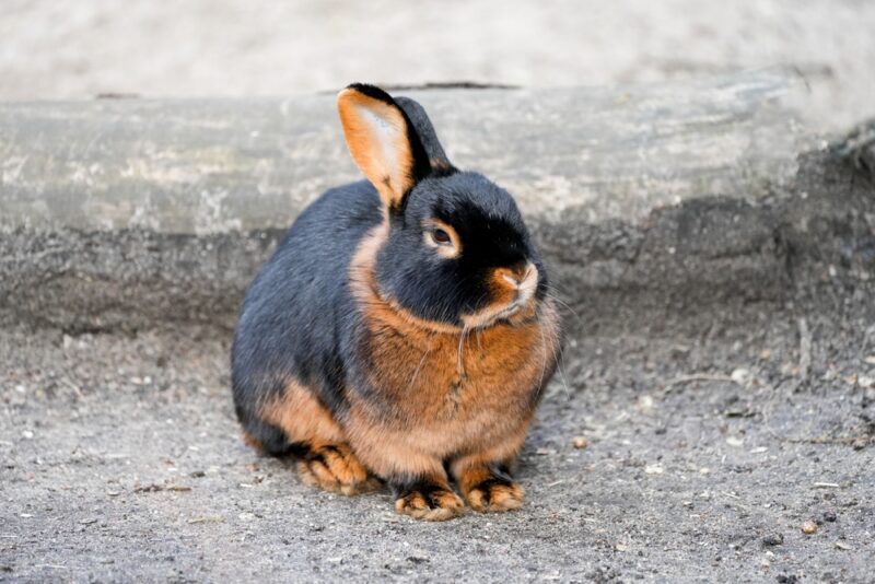 Tan Rabbit sitting outdoor