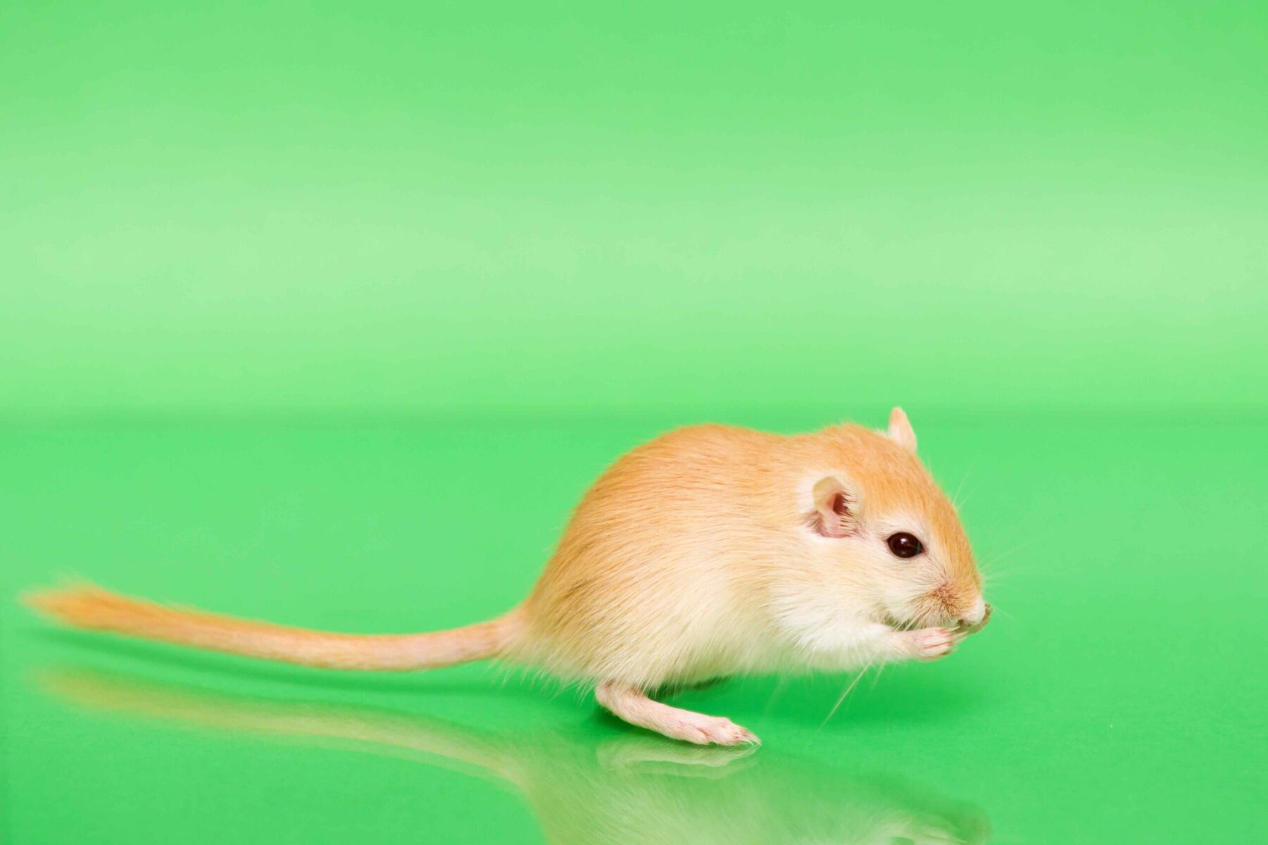 Topaz gerbil on green background